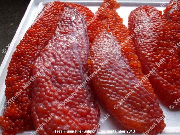 Fresh Salmon Egg, Fresh Salmon Roe, Xtreme Northwest Bait Co